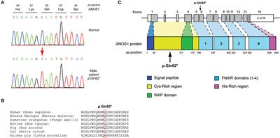 GnRH Deficient Patients With Congenital Hypogonadotropic Hypogonadism: Novel Genetic Findings in ANOS1, RNF216, WDR11, FGFR1, CHD7, and POLR3A Genes in a Case Series and Review of the Literature